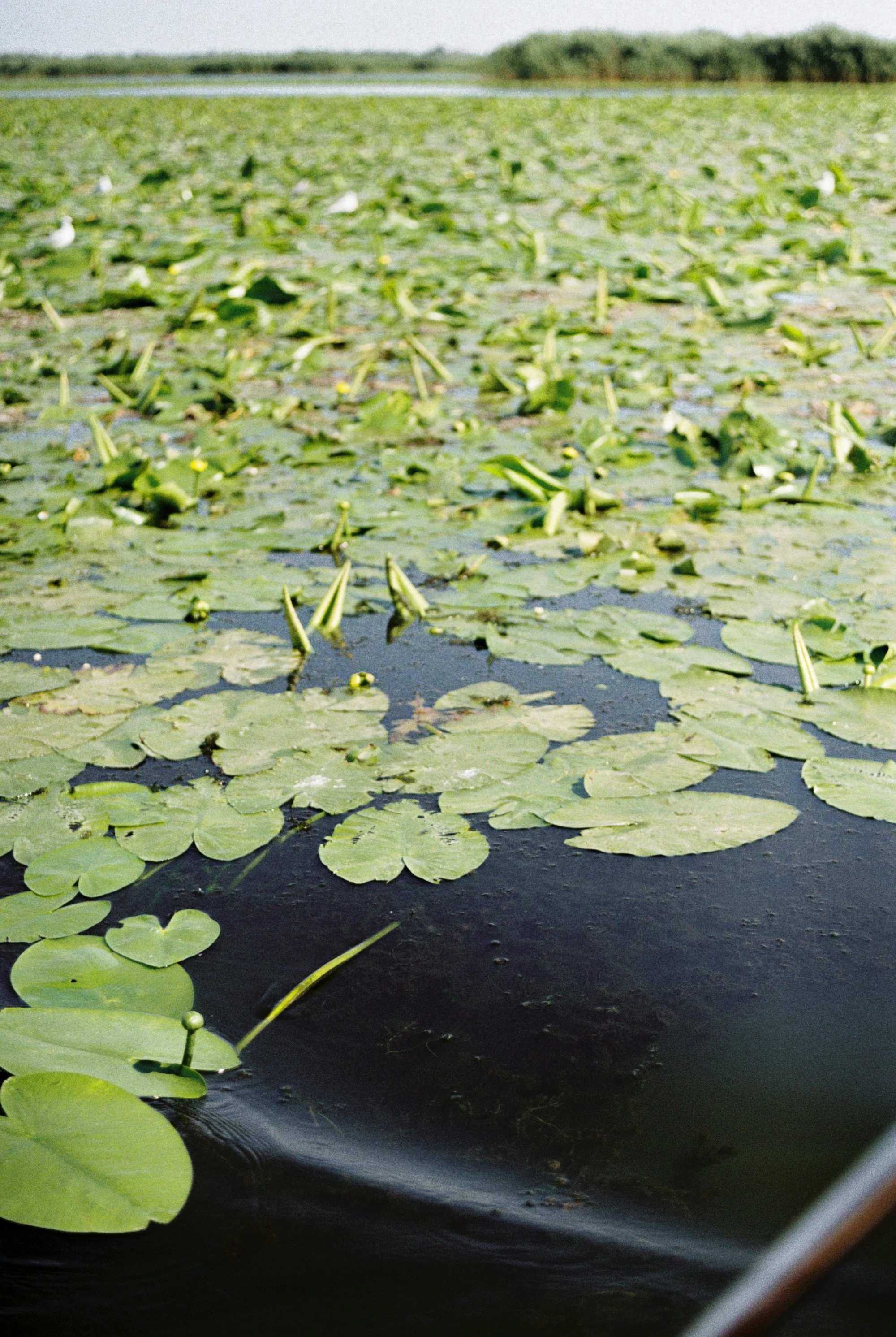 Day 12 Sulina lighthouse and waterfront buildings